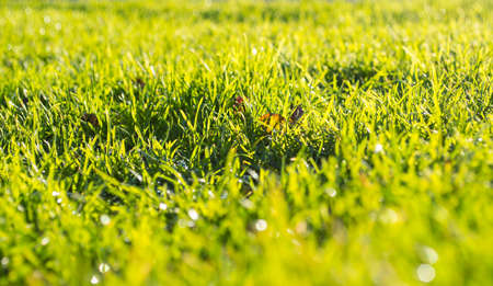 Green grass on a spring morning with dew drops on blades. Shallow focus.
