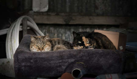 Two farm cats resting in a box with blanket in a barnの写真素材