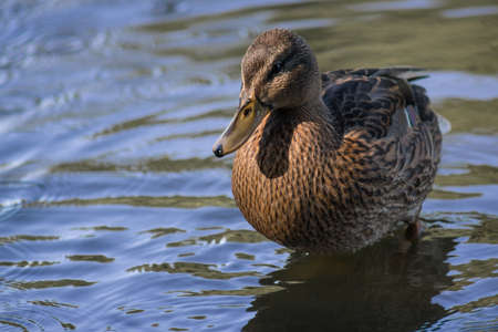 Female Mallard Duck portrait standing in riverの写真素材