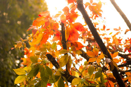 Beautiful red, orange and gold leaves on a tree in Autumn with soft light behind branchesの写真素材