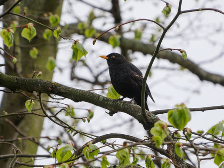 Blackbird, Turdus merula perched on tree branch in the spring with budding leaves emergingの写真素材