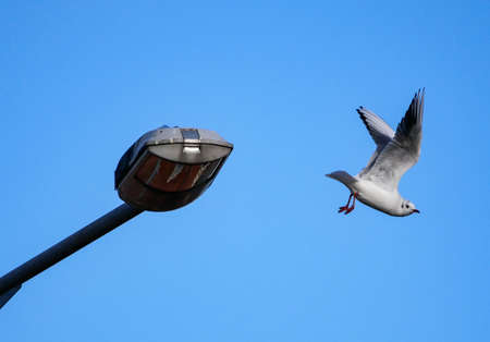 Seagull, Herring gull taking off from street lamp against blue skyの写真素材