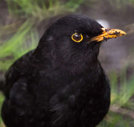 Common Blackbird, Turdus merula Portrait close portrait.の写真素材