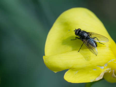 Housefly, Musca Domestica on the petal of a yellow flower. Macro closeup
