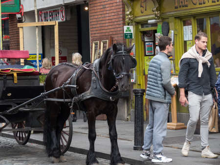 Dark brown horse tethered to carriage outside a pub in Temple Bar, Dublin, Ireland.のeditorial素材