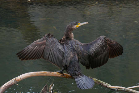 Black Cormorant with wings spread drying wings. Phalacrocorax carbo, perched on a log on a river.