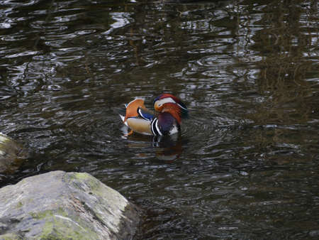 Beautiful, colourful Mandarin duck, Aix galericulata swimming on the river by a rock.の写真素材