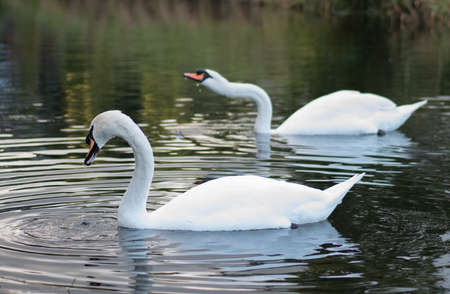 Pair of white mute swans on Grand Canal in Dublin, Ireland. Shallow depth of field.の写真素材