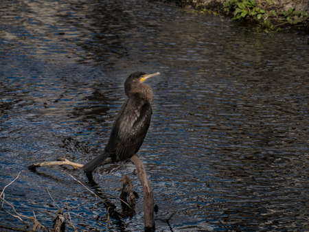 Black Cormorant, Phalacrocorax carbo portrait, perched on a log on a river.の写真素材