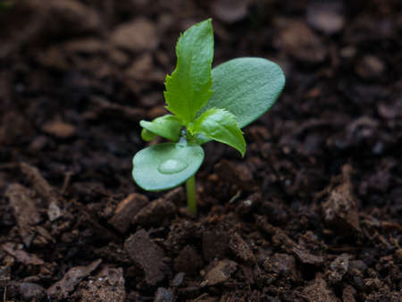 Apple tree seedling 3 weeks after sprouting with water droplets on leaves.の写真素材