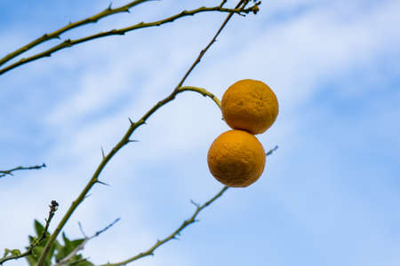 Two oranges hanging from the branch of an orange tree in Algarve, Portugalの写真素材