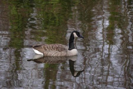 Canada Goose swimming on a lake in West Germany in early spring with reflection of trees on the water.の写真素材