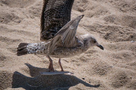Seagull with foot impaled on the hook of a discarded fishing lureの写真素材