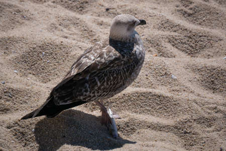 Injured seagull with foot impaled on fishing hook of a discarded lure on beach