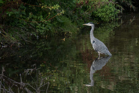 Common Heron or Grey Heron (Ardea cinerea) wading in a river with reflection on the water.の写真素材