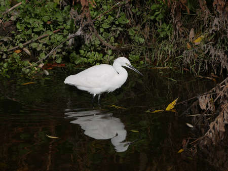 Little Egret bird fishing in the river. beautiful white plumage.の写真素材