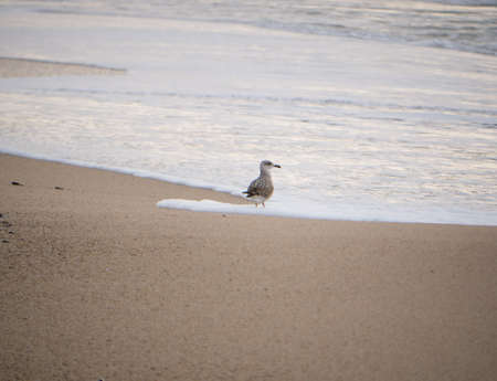 Single seagull herring gull at the shoreline on a beach in Portugal in winter.の写真素材