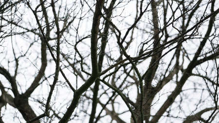 Bare tree branches in winter against an overcast white sky.の写真素材