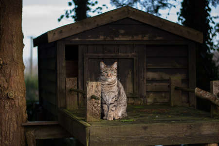 Cat sitting in front of a wooden treehouse in the woods.の写真素材