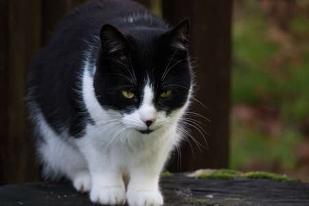 Black and white cat standing on a mossy log, about to jump off.