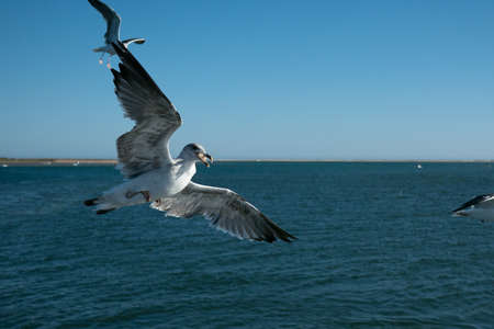Seagull Herring Gull in flight with bread in beak on a sunny day in Algarve, Portugal.の写真素材