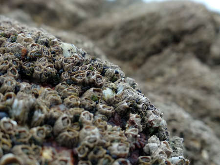 Barnacles on rock.  Close up with shallow focus.の写真素材