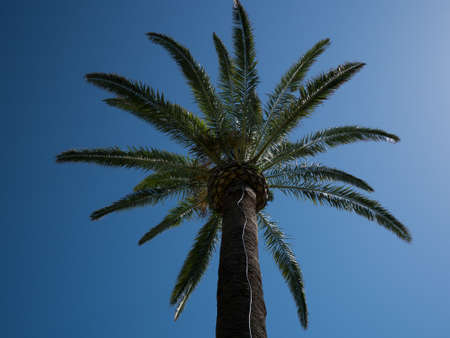 Palm tree from below with cloudless blue sky background.の写真素材