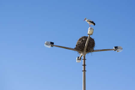 Stork nesting on a street lamp in Faro, Algarve, Portugalの写真素材