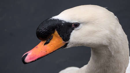 Male mute swan head portraitの写真素材