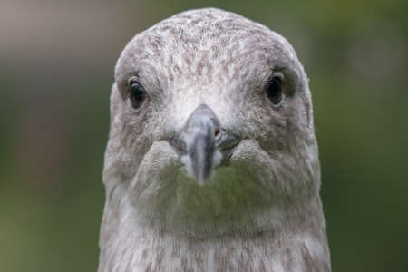 Seagull. Herring gull portrait head and face straight onの写真素材