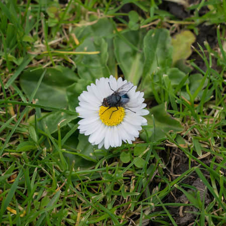 Bluebottle fly on white daisy. Close up.
