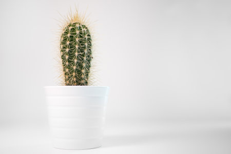 Spiky green cactus in a white pot on a minimalist white deskの写真素材