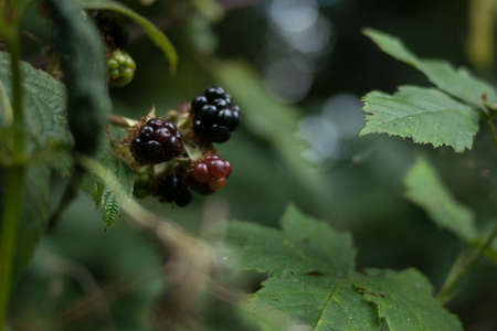 Wild blackberries on bramble bushの写真素材