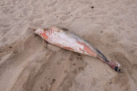 Remains of dead dolphin washed up on shore of beach in Portugal.の写真素材