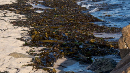 Oarweed Kelp seaweed washed up on the sandy beach on Atlantic coast of Portugal.