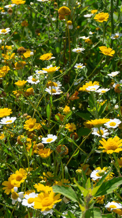 Wildflowers growing in meadow. Vertical background. Corn marigold and chamomile flowers.の写真素材