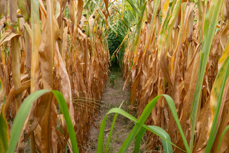 Rows of corn in a field on a hot summer day in Portugal.