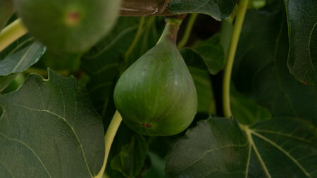 Green figs growing on fig tree in rural Portugal.の写真素材