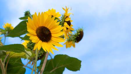Tall sunflower flowers in Portugal against blue sky.