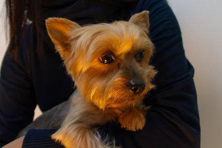 Yorkshire Terrier dog portrait, held in arms of woman. Close up on face.の写真素材