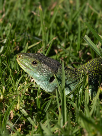 Wild Ocellated Lizard, basking in grass in Portugalの写真素材
