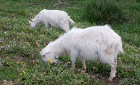 Pair of white domestic goats, grazing on hillside in rural Portugal.の写真素材
