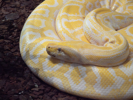 Albino Burmese python with yellow and white colors, coiled on the ground. Close up.