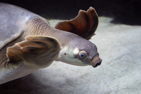 Pig-nosed turtle swimming underwater. Close up on face. Also known as the Fly River turtle.の写真素材