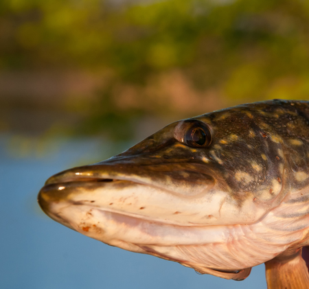 Freshly caught pikeの写真素材