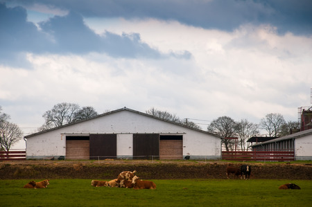 Cows grazing on the background of the barnのeditorial素材