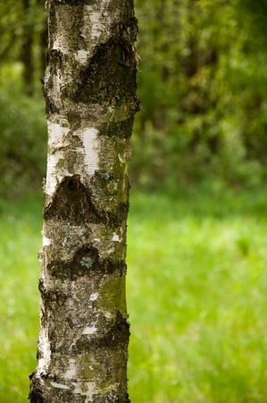 Birch trunk on blurred backgroundの写真素材