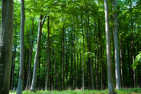 Sunlighted treesの写真素材