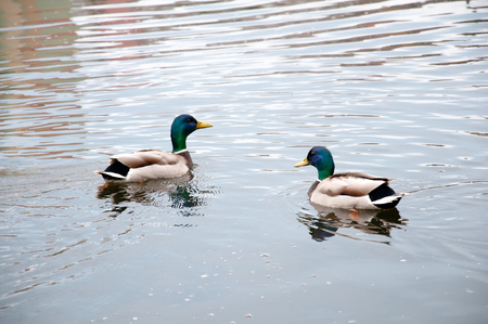 Two wild mallard duck in a city parkの写真素材