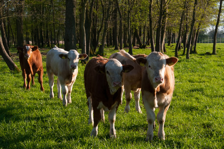 Brown calves on the meadowの写真素材